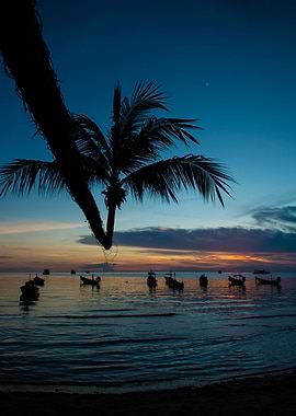 Bent Palm Tree on Koh Tao Island at Sunset