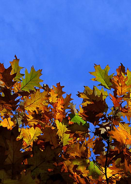 Oak leaves in the autumn sun and the blue sky.