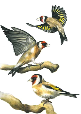 Goldfinch