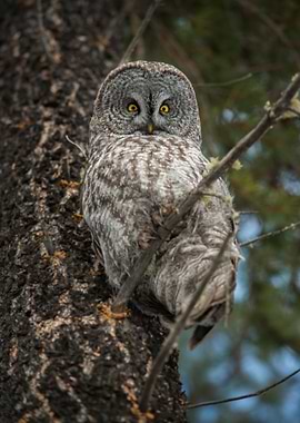 Great Grey Owl