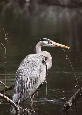 Heron of the Lake