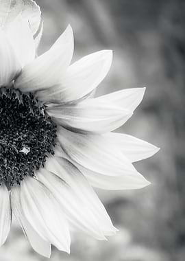 Sunflower BW