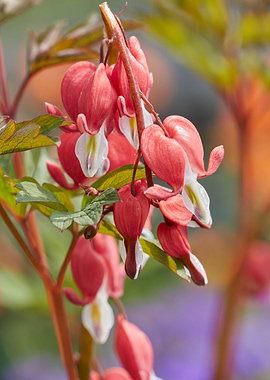 fuchsia plant in bloom
