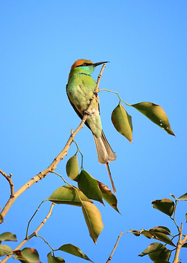Green Bee Eater Bird, New Del