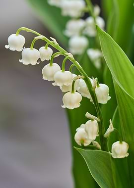 trush in bloom in the gard