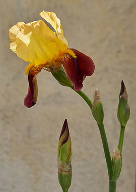 iris gladiolus in bloom in th