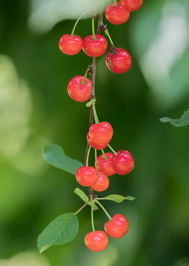 cherries on tree