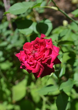 Red Rose