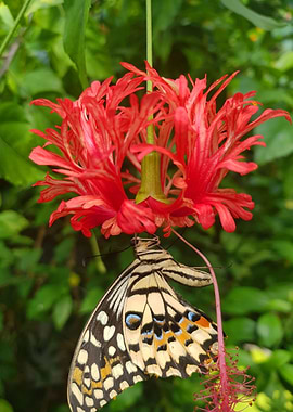 Butterfly on Pink Flower