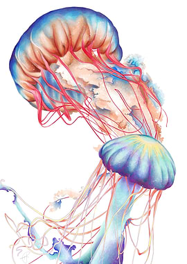 Jellyfish