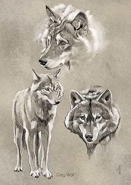 Gray Wolf
