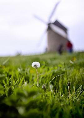 dandelion and mill