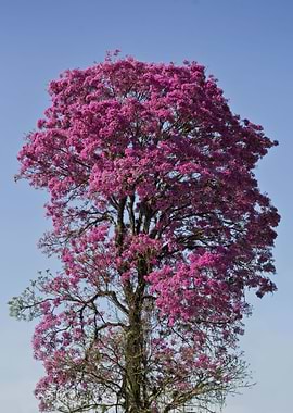 pink tree