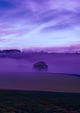 Devon Fog 19