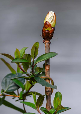 buds on the tree in spring