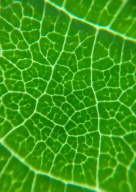 Sunlight through leaf