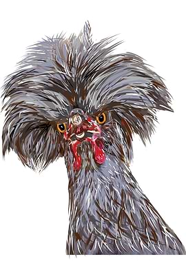 Polish rooster