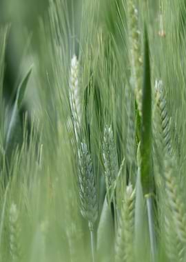 wild ear in the meadow