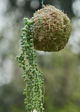 decorative succulent plant