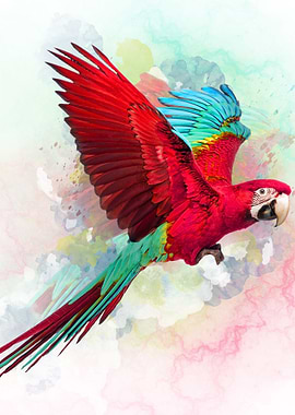 Macaw