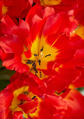 tulip flower in spring in