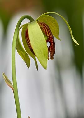 nepenthes carnivorous plan