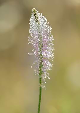 wildflower in summer at la