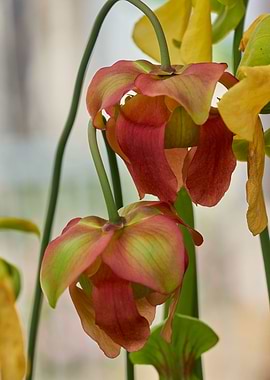 nepenthes carnivorous plan