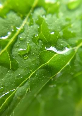 Water drops on leaf