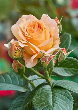 roses in bloom in the gard