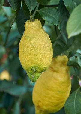 yellow lemon on tree