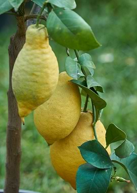 yellow lemon on tree