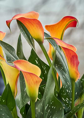 colored calla lily in the