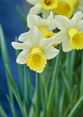 daffodils bloom in spring