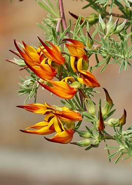 Lotus flower in bloom in t