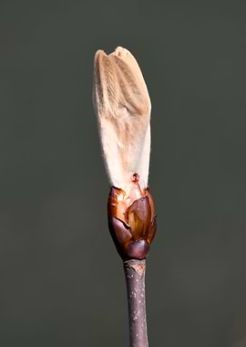 buds on the tree in spring