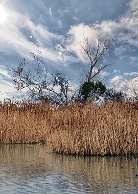 reed in winter
