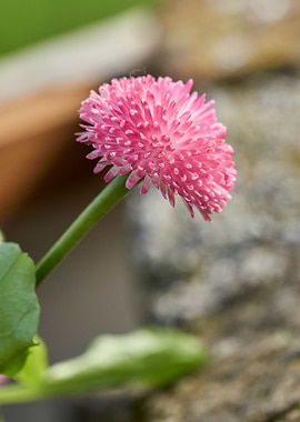 bellis perennis flower