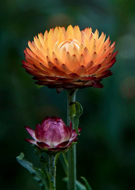 Helichrysum bracteatum
