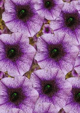 The sky is not the limit for beautiful big flowers