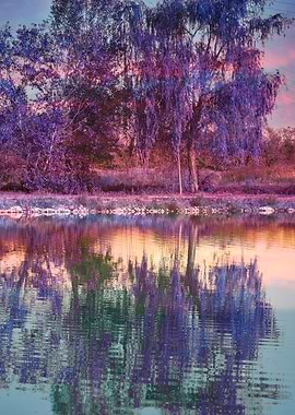 reflection of tree on water