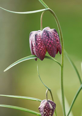 flower in bloom in the gar