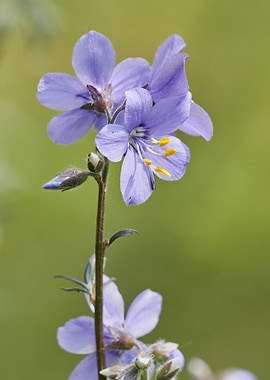 flower in bloom in the gar
