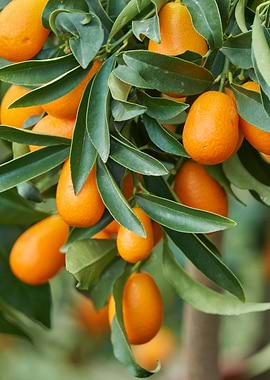 Kumquat on tree