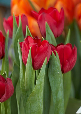 red tulip flower in spring