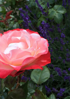 Rose and Lavender