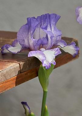 iris gladiolus in bloom