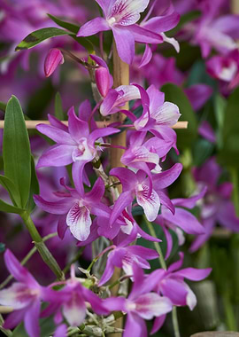 purple orchid in bloom
