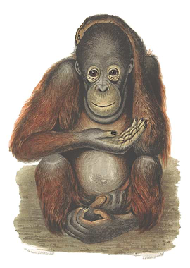 Orangutan