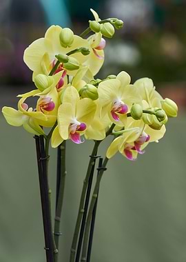yellow orchid in bloom